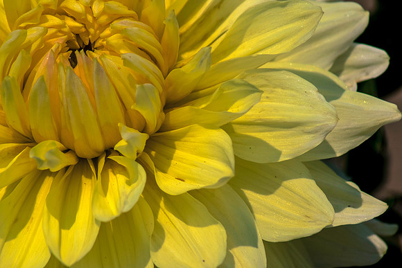 Yellow Dahlia