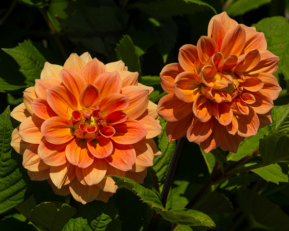 Orange Blooms