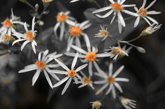 Petals And Pollen