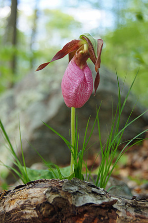 Pink Lady