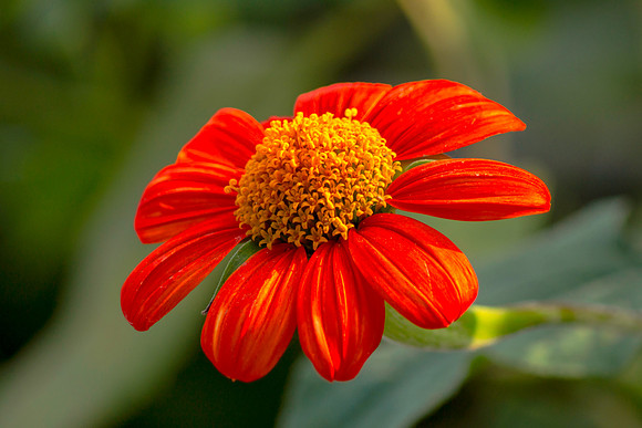 Flowering Flower