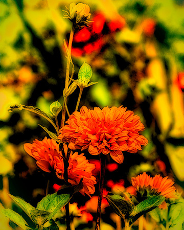 Faded Summer