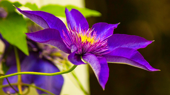 Blooming Clematis