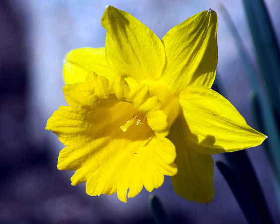 Mellow Yellow
