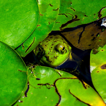Into The Green