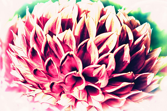 Petaled