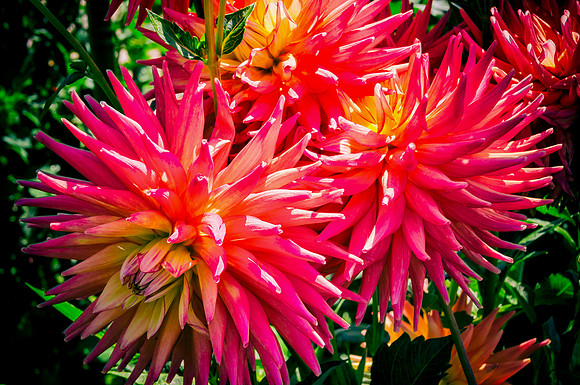Dahlia Garden