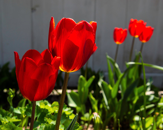 Red Tulips