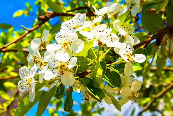 Pear Blossoms
