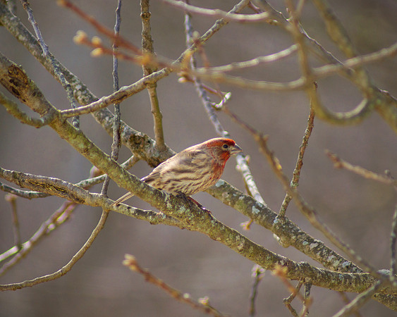House Finch