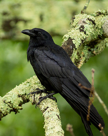 Beautiful In Black