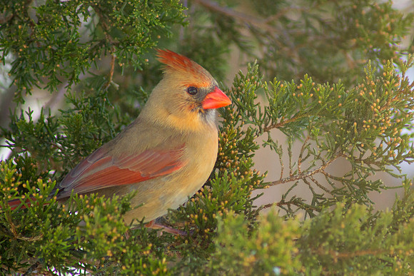 Cedar Perch