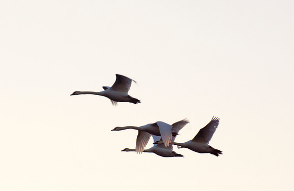 Under Wing