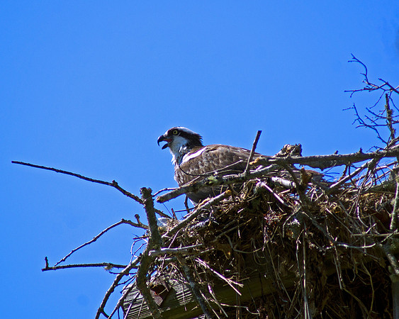 Angry Bird
