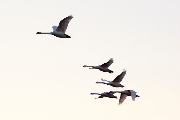 Powered Flight