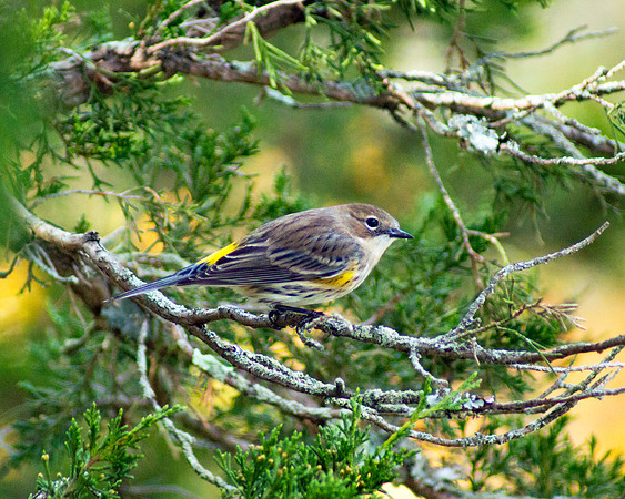 Curious Warbler