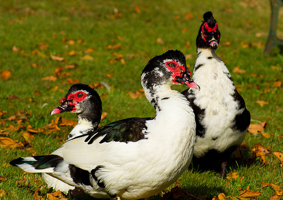 Fowl Family