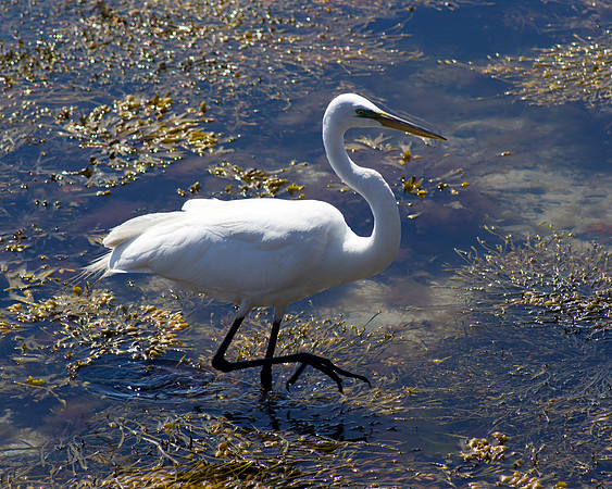 Fishing The Flats