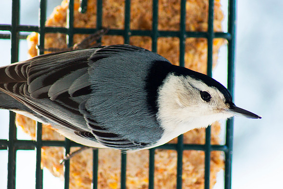Nuthatch