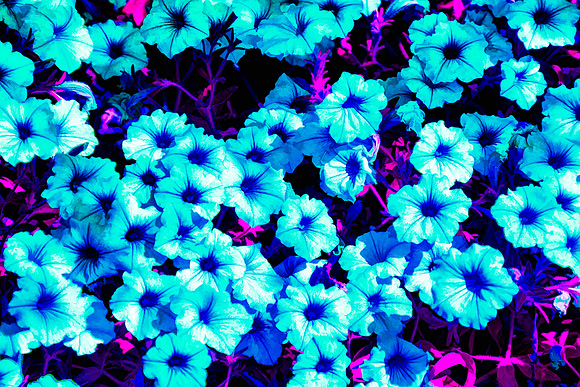 Petunia Powered 2