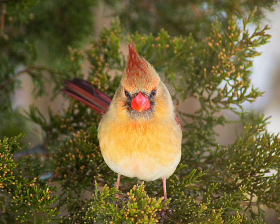 Not-so-angry Bird