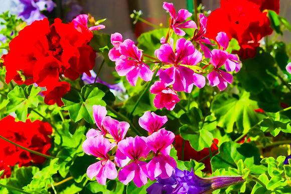 Floral Design 5 Dark