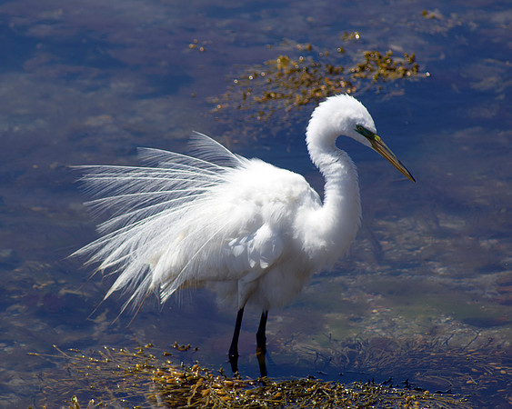 Fluffed