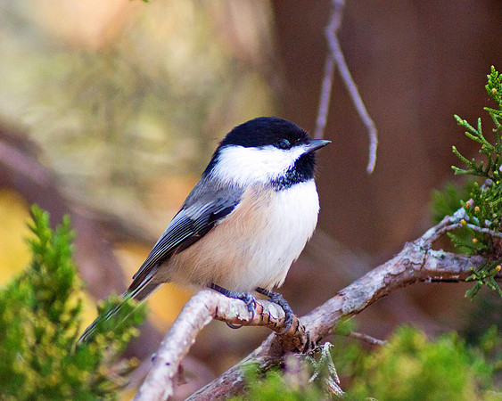 Chickadee