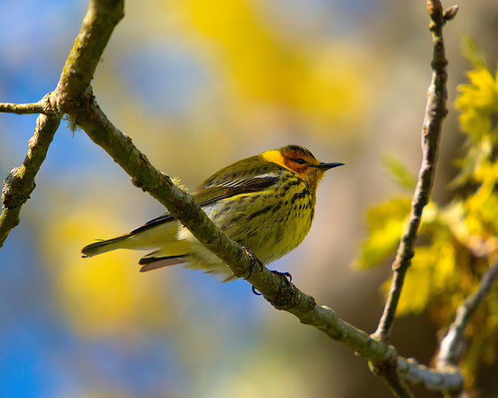 Cape May Warbler 2