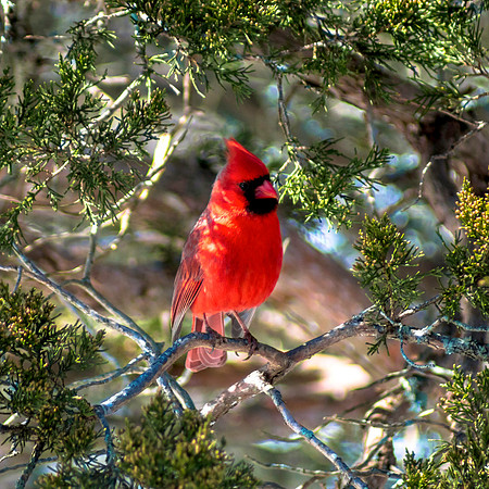 Seeing Red