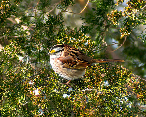 Fluffed