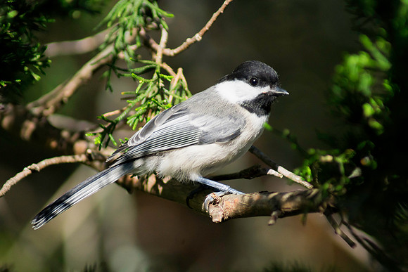 Chickadee Up Close