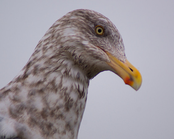 Looking For A Meal