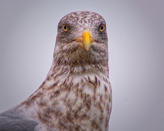 Stare Down