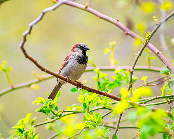 One Sparrow