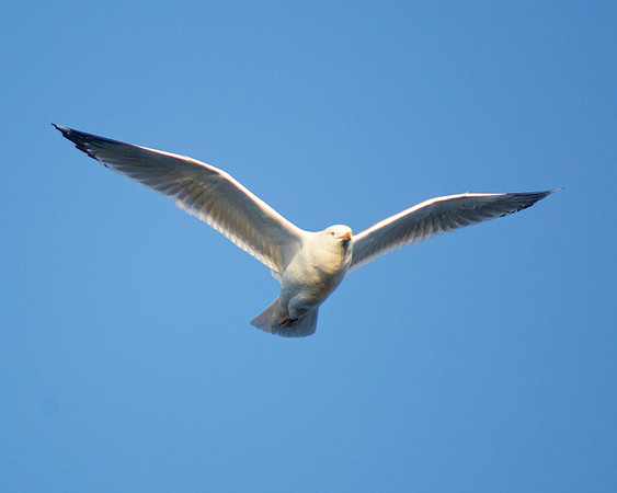 Early Glider