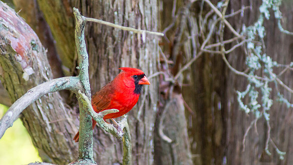 Cardinal Color