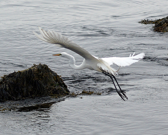 Winging It