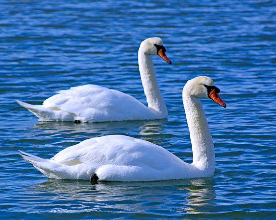 Swan Set