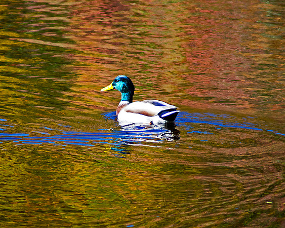 Meandering Mallard