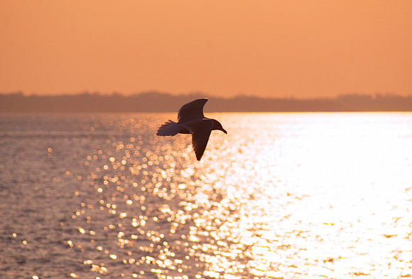 Solo Flight