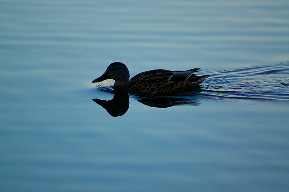 Evening Swim