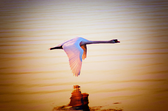 Fly By