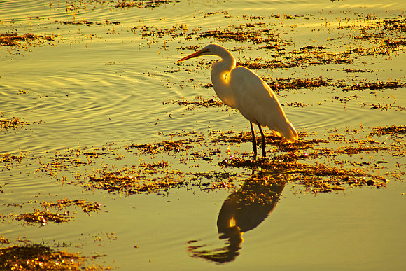 Golden Dawn