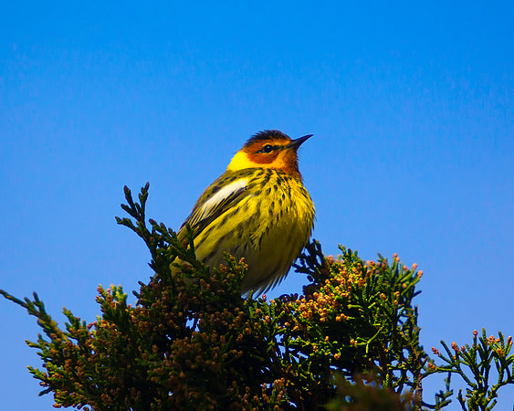 Cape May Warbler