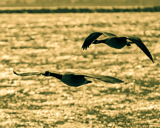 Passing By