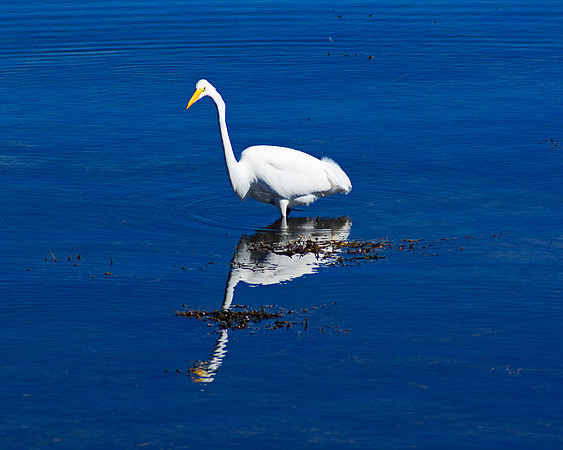 White Wader