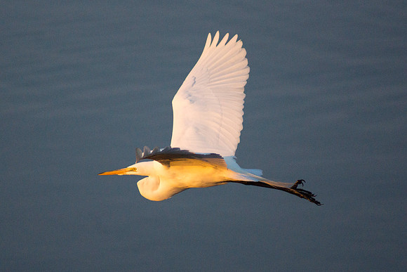 Morning Flight