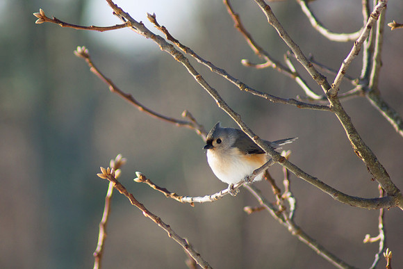 Tufted