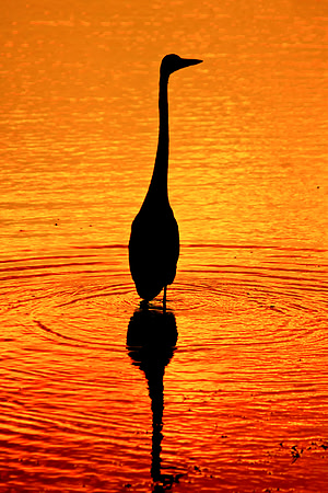 Fishing  In The Early Light